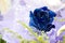 Blue rose in gift flowers