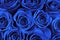 Blue roses