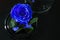 blue roses in colb on black background. Top view. Original gift Rose in Glass, preserved rose, preserved flower