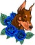 blue roses with dobermann dog vector illustration