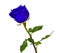 Blue Roses on isolated background colors without background, bright juicy rose,