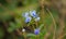 blue rotheca flower
