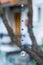 Blue round crystal decoration hanging at the branch of tree in front of a house