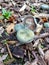 Blue roundhead fungus