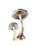 Blue Roundhead mushroom