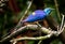 Blue Royal Starling Bird