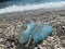 Blue rubber bathing slippers. Beach shoes on pebbles, near the sea