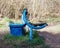 Blue rubbish bin for dog`s litter  is behind the blue bench in the park