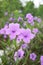 Blue ruellia tuberosa flower