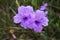 Blue ruellia tuberosa flower