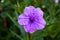 Blue ruellia tuberosa flower