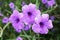 Blue ruellia tuberosa flower