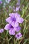 Blue ruellia tuberosa flower