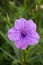 Blue ruellia tuberosa flower