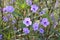 Blue ruellia tuberosa flower