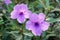 Blue ruellia tuberosa flower in nature garden