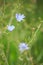 Blue sage wildflower (Salvia azurea)