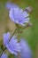Blue sage wildflower - Salvia azurea