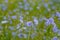 Blue sage wildflower - Salvia azurea