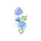 Blue Sailors transparent flowers green leaf bouquet isolated on white. Chicory translucent flowers watercolor botanical