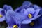 Blue Saintpaulia flower