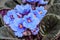 Blue Saintpaulias flowers, African violets close up, green leafs