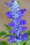 Blue Salvia flower in blue purple color on a blurred background