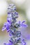 Blue Salvia flower, Salvia farinacea Benth-Mealy Cap Sage.