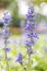 Blue Salvia flower, Salvia farinacea Benth-Mealy Cap Sage.