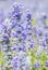 Blue Salvia flower, Salvia farinacea Benth-Mealy Cap Sage.