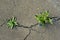 Blue salvia flowers and other plant growing through cracks in gray asphalt