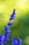 Blue Salvia (salvia farinacea) flower