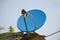 Blue satellite dish