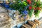 Blue Scaevola and Red trailing geranium in wooden window box