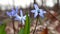 Blue scilla blossom spring flowers nature macro
