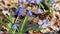 Blue scilla blossom spring flowers nature macro