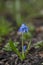 Blue Scilla flower