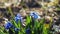 Blue Scilla flowers in the garden closeup