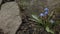 Blue Scilla flowers in garden. First spring flowers swing in wind on sunny day