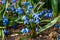 Blue scilla flowers Scilla siberica or siberian squill