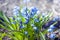 Blue scilla flowers on a spring sunny day