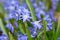 Blue Scilla Glory of the Snow in flower.