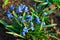 Blue scilla siberica or scilla siberica early flowers. In the sun
