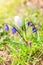 Blue Scilla siberica or siberian squill flowers. First spring flowers in the garden