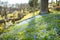 Blue scilla siberica spring flowers blossoming in Bernardine cemetery, one of the three oldest graveyards in Vilnius, Lithuania