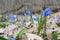 Blue scilla wild snowdrops blomming spring flowers nature macro in the forest