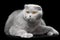 Blue scottish fold cat on black background