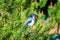 Blue Scrub Jay