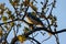 Blue scrub jay bird on a branch