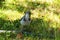 Blue Scrub Jay in Grass 03